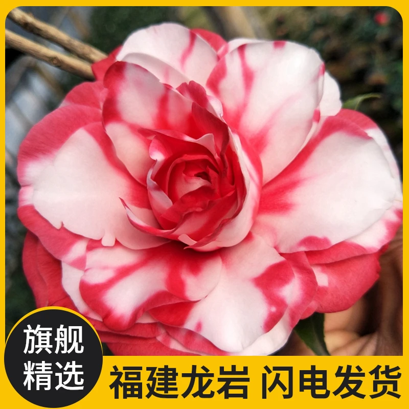佰豪迪斯品种山茶花福建带花苞四季长青福建室内客厅花卉耐寒好养