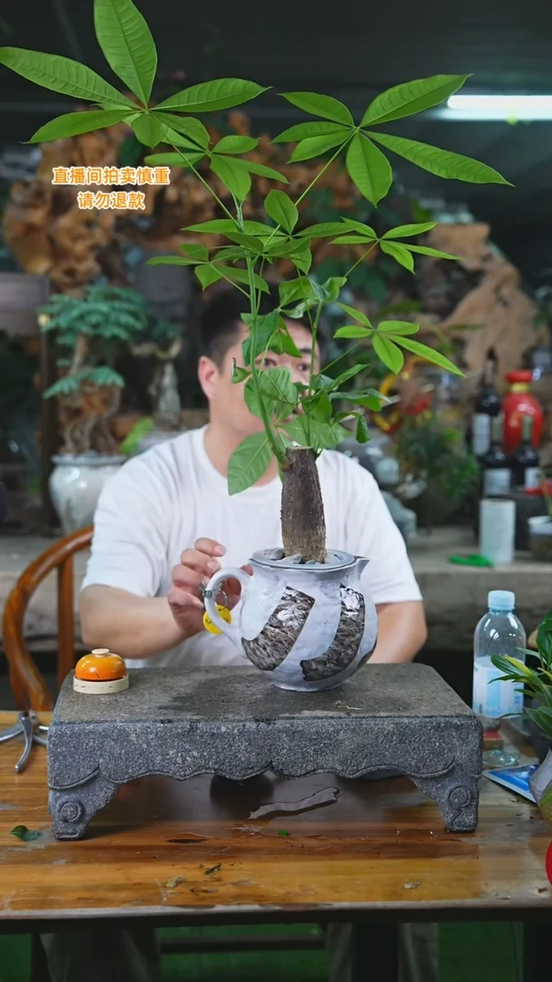 当前无花栽培后可以开花发财树362H