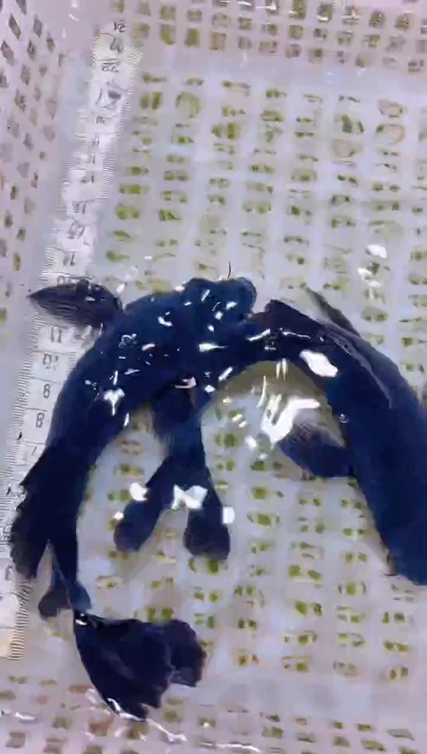 锦鲤冷水观赏鱼全场包邮19