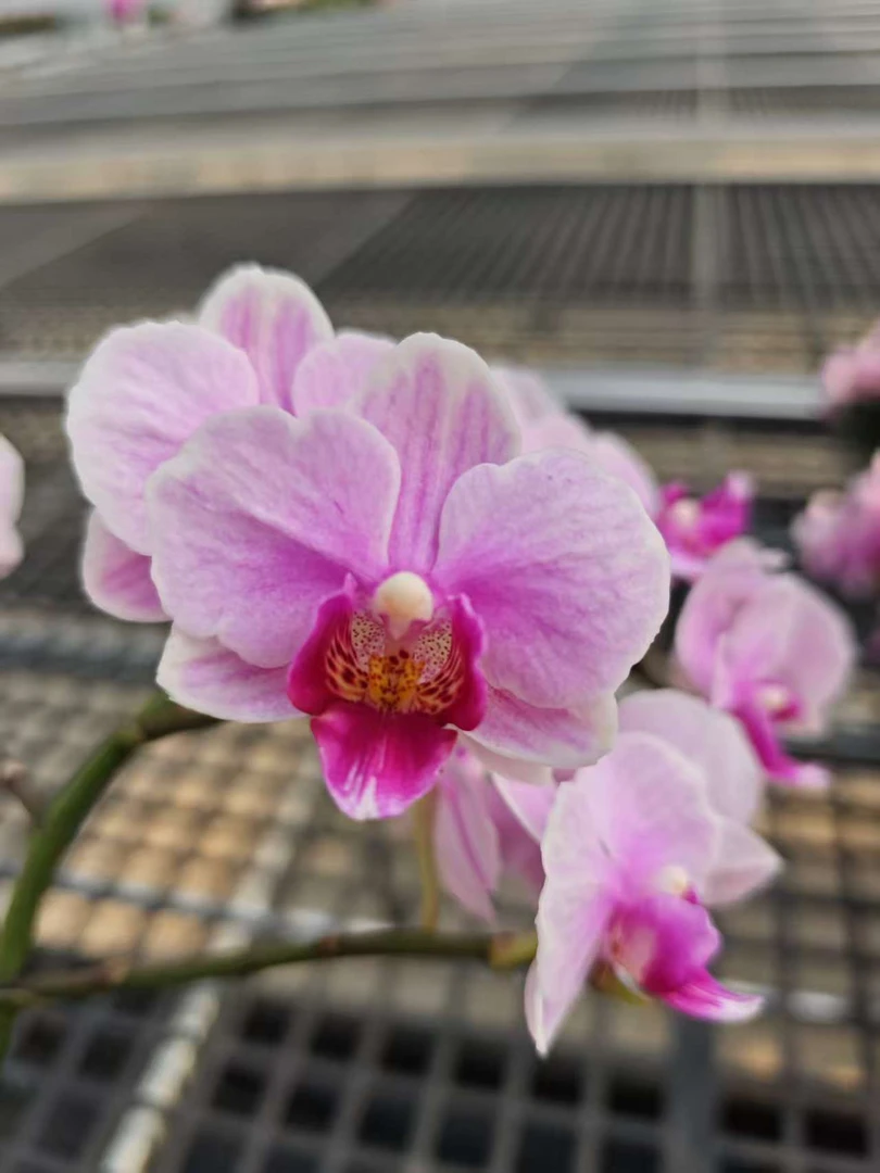 高品质粉色蝴蝶兰【宝贝】带花剑带花苞四季开花室内好养盆栽