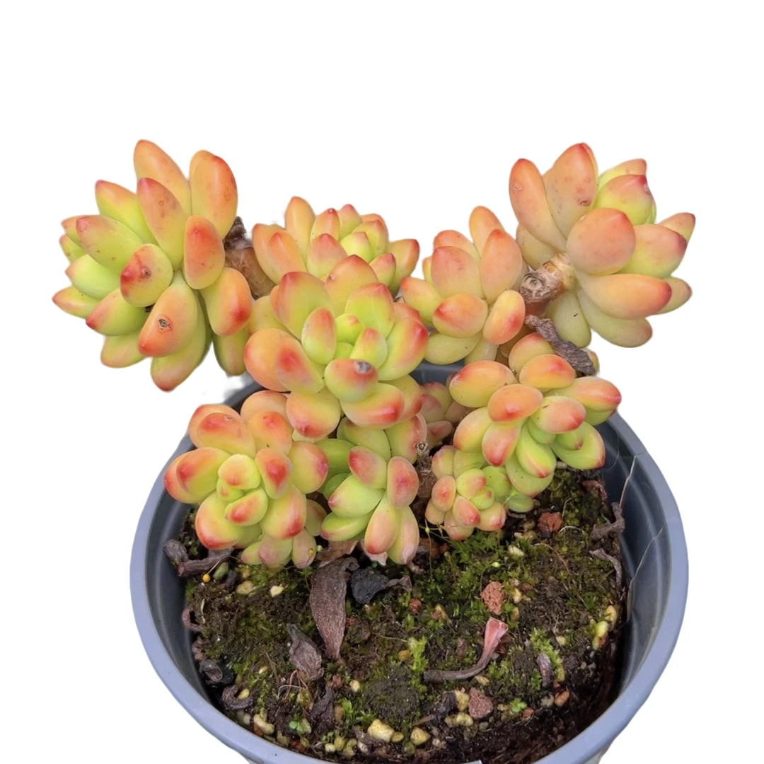 香格里拉 脱土(多肉植物)满19.9包邮 云南基地源头直发新手好养