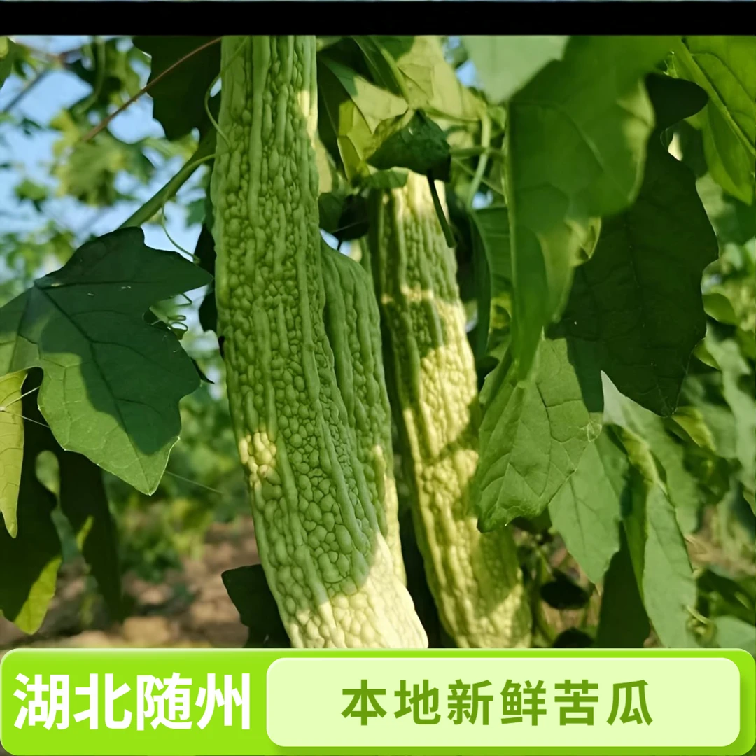湖北随州本地新鲜苦瓜农家自种脆嫩营养当季蔬菜