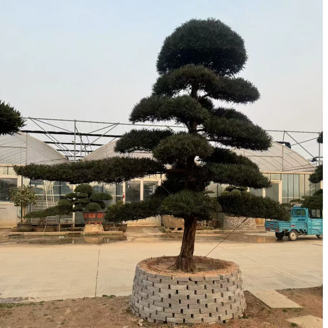 精品造型迎客罗汉松盆景地栽工程绿化四季常青