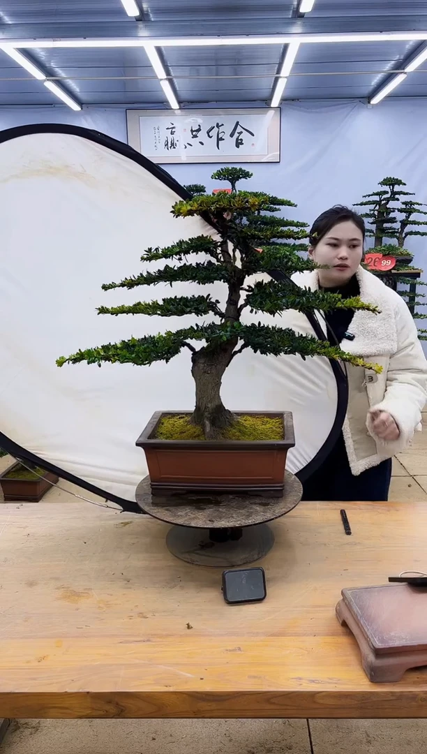 【闪购商品】高端盆景一物一拍，所见即所得