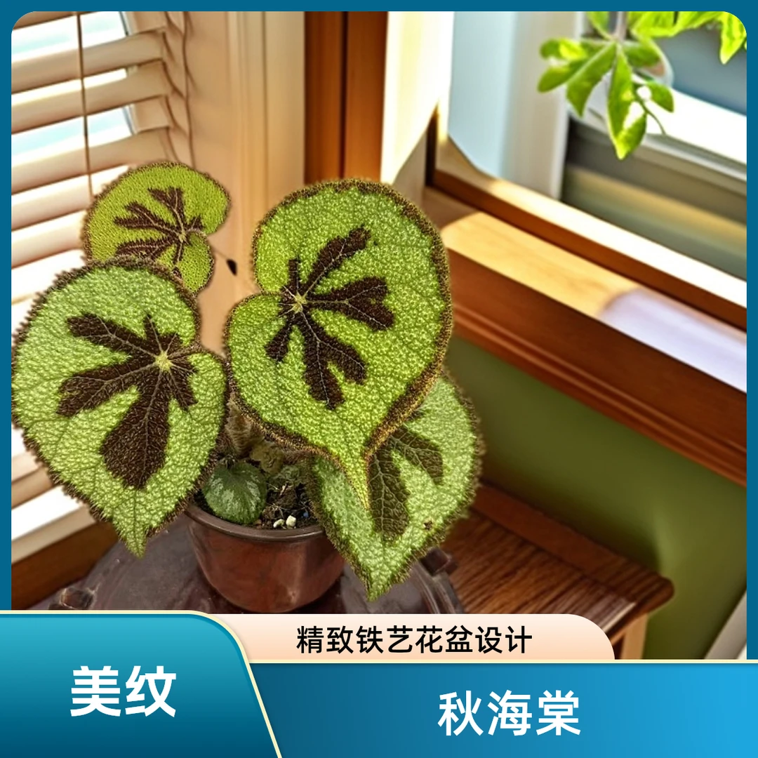 美纹 秋海棠热植 福利款不包叶损《两单包邮》