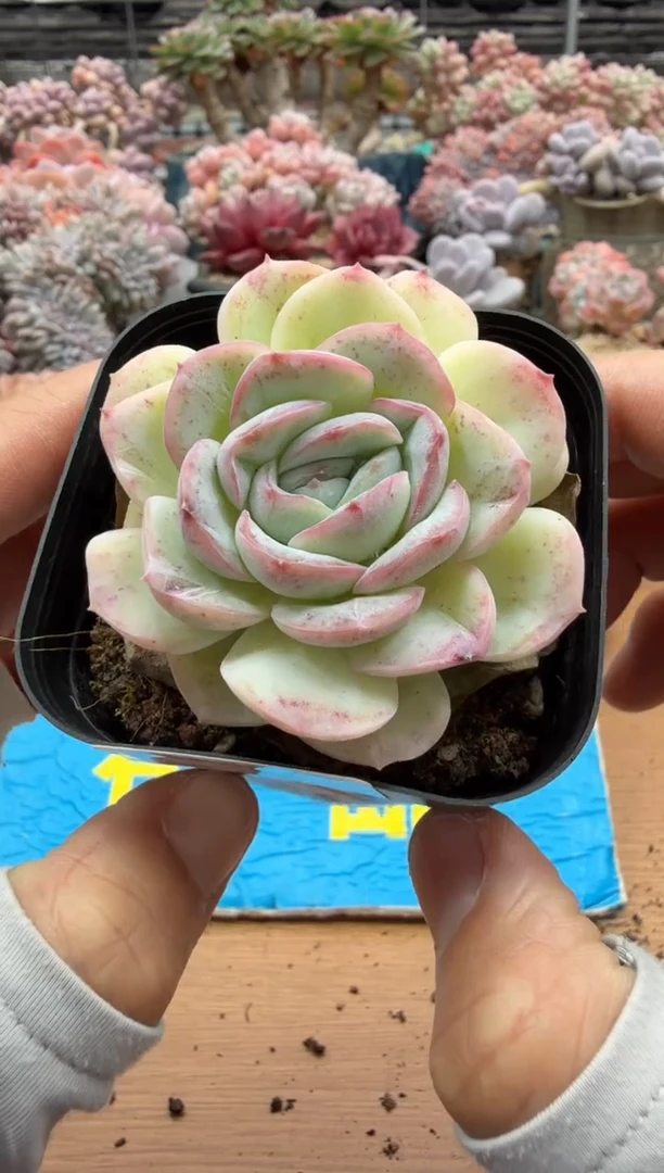 东云多肉园二店-504