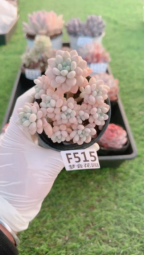 【闪购商品】梦会多肉一物一拍