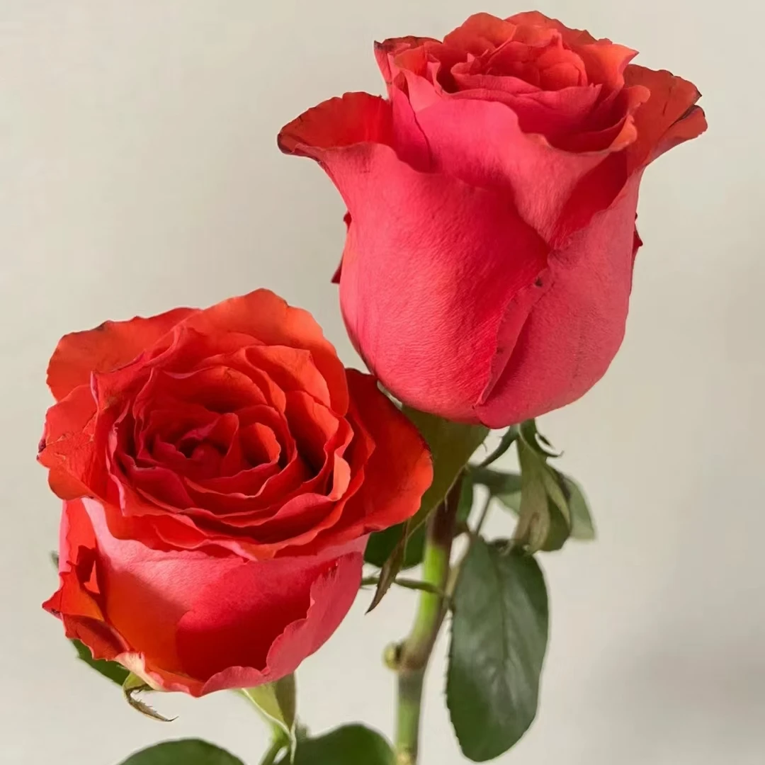 【初吻】大花四季新品灌木