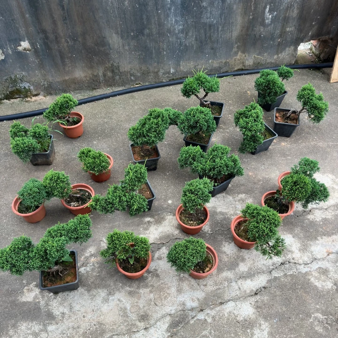 【新号福利】日本进口济州真柏    【一物一拍】