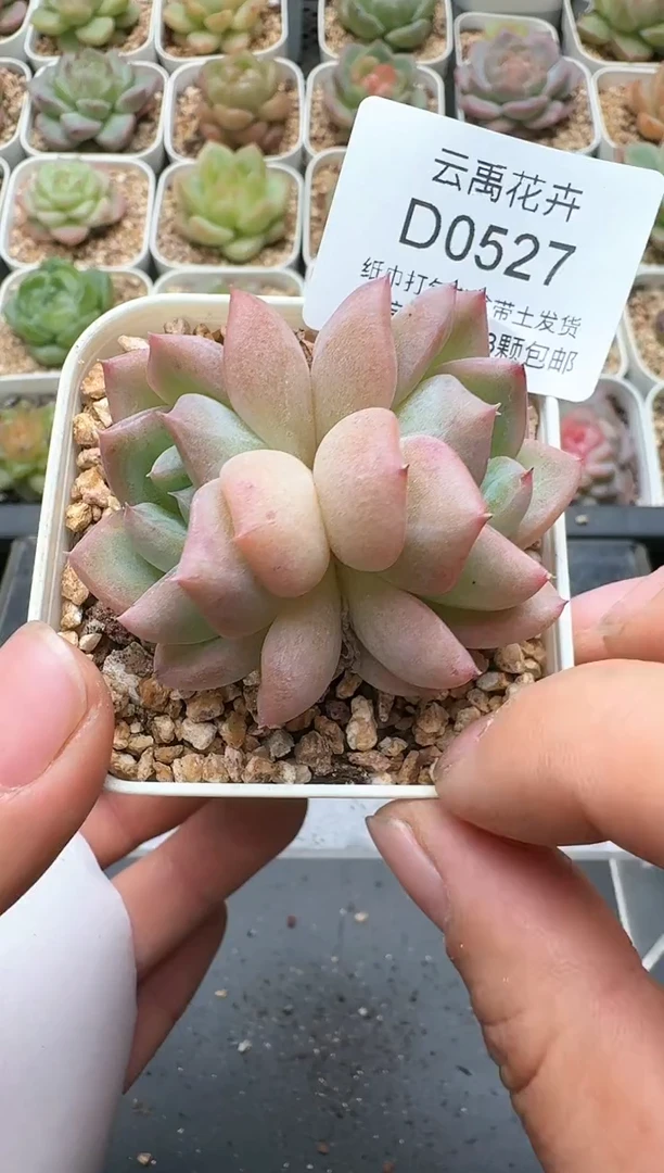 527D云禹多肉植物 带盆土纸巾打包 3颗包邮