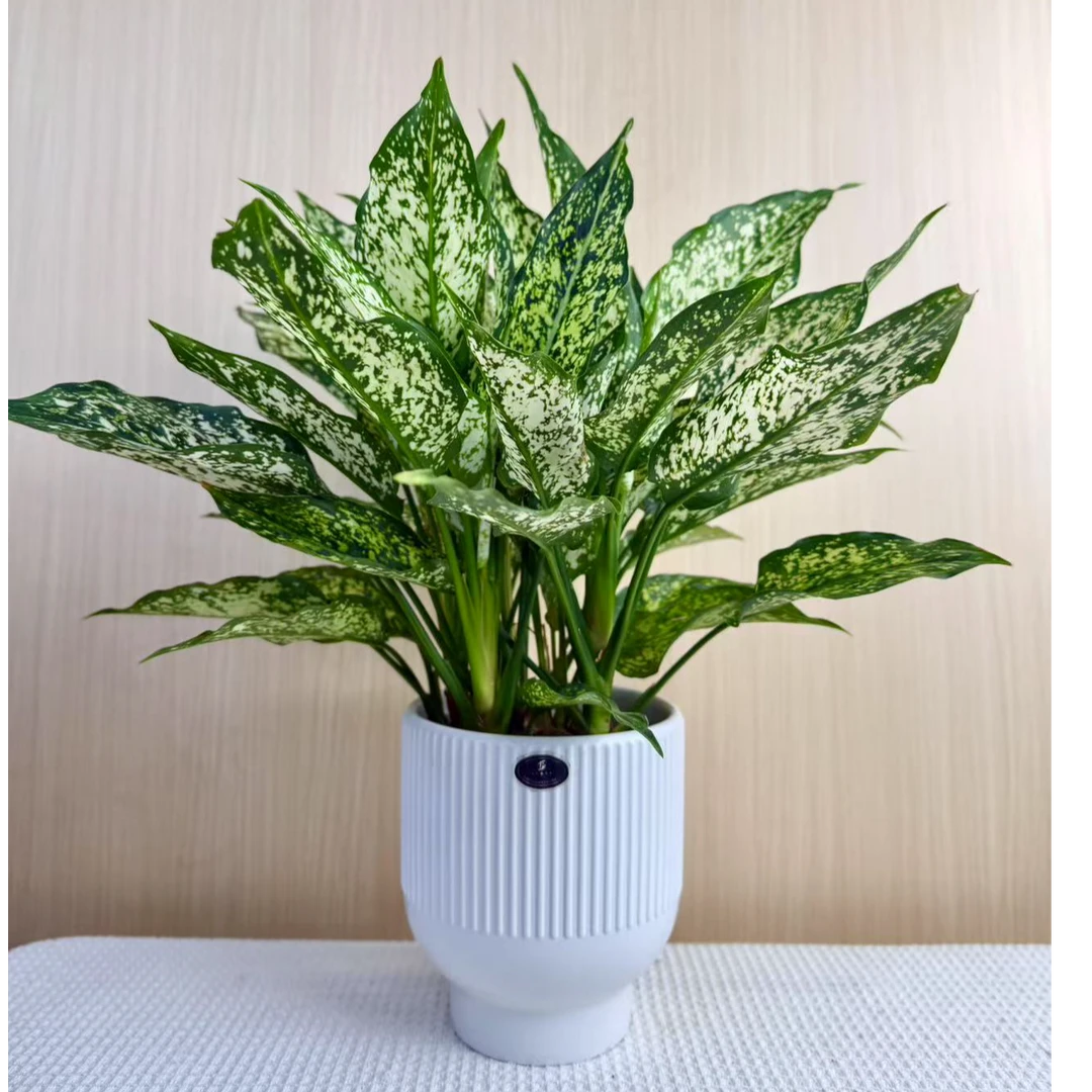 【多多花卉】翡翠皇后万年青绿植室内绿化常绿盆栽客厅原盆常青