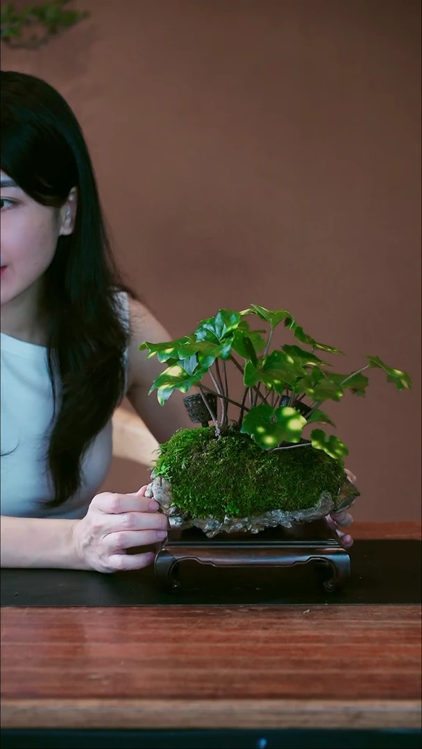 无花朵萤火虫山野草盆景