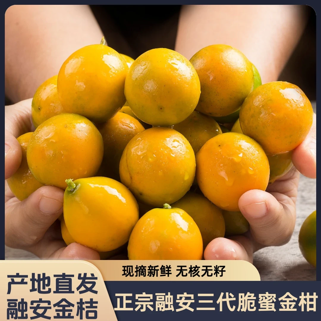 融安第三代脆蜜金桔 4斤果王 12-14颗/斤
