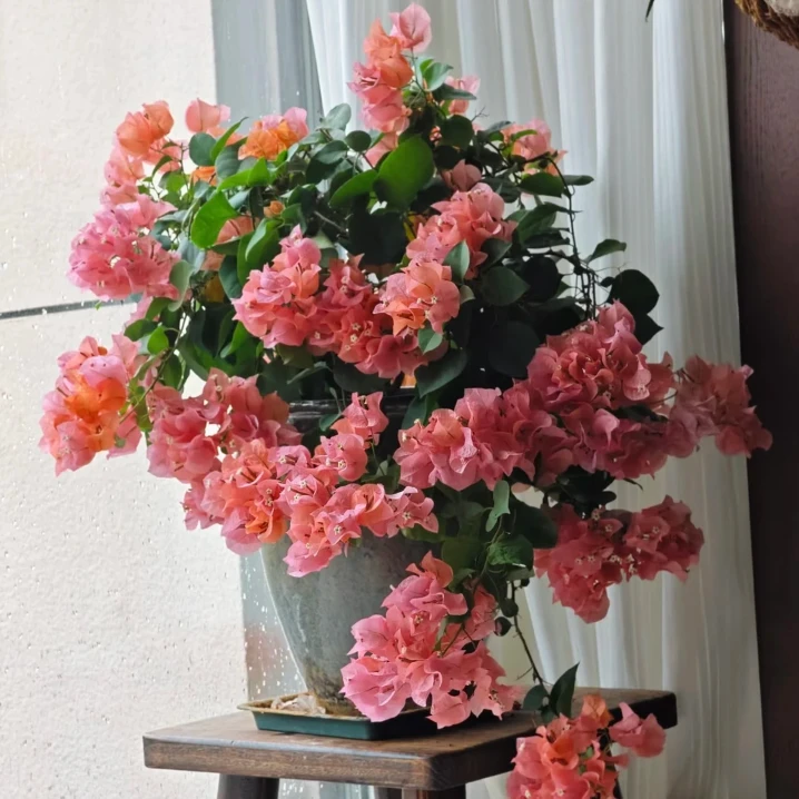 三角梅【波伊斯玫瑰】带叶带土带根不带花