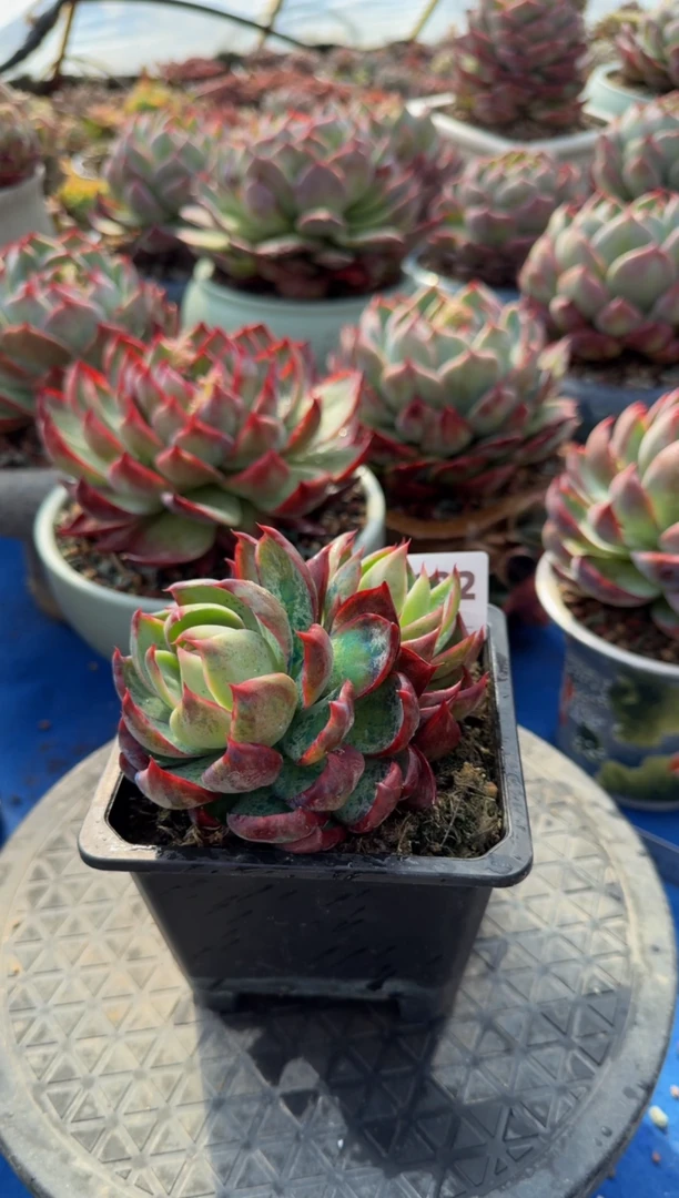 【闪购商品】A632惊鸿仙子（裸根发货）（不包整）