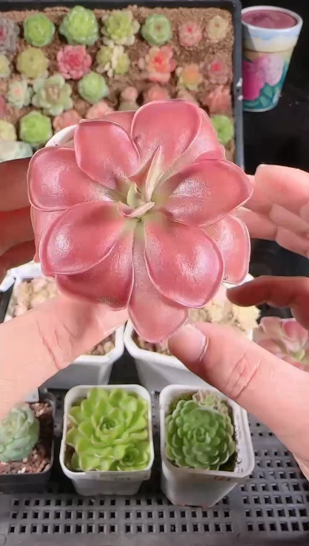 1130-125赛题多肉群生不包整