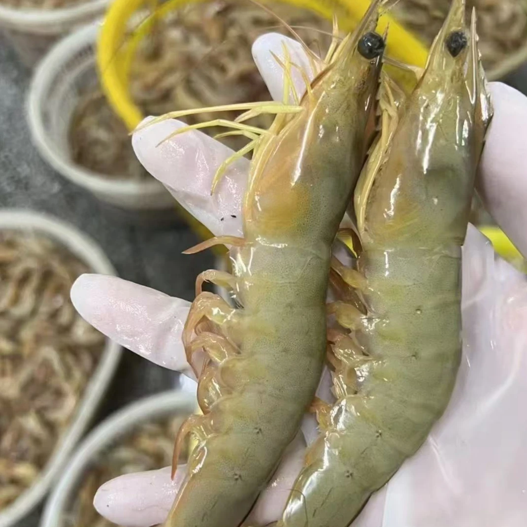 野生海捕 东方对虾/大青背虾  鲜虾速冻锁鲜顺丰发货 2斤