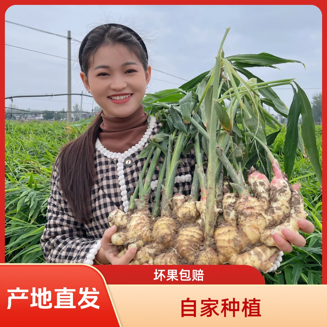 2025新鲜现挖正宗大黄姜嫩姜姜味十足香味浓郁辛辣可做月子姜