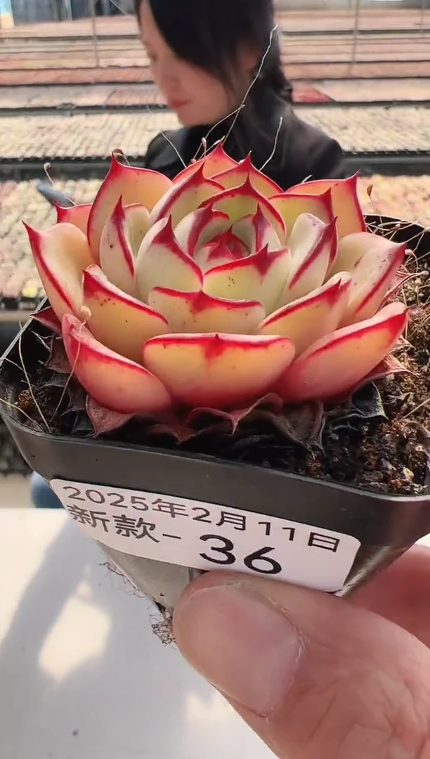 【闪购商品】新款多肉-36