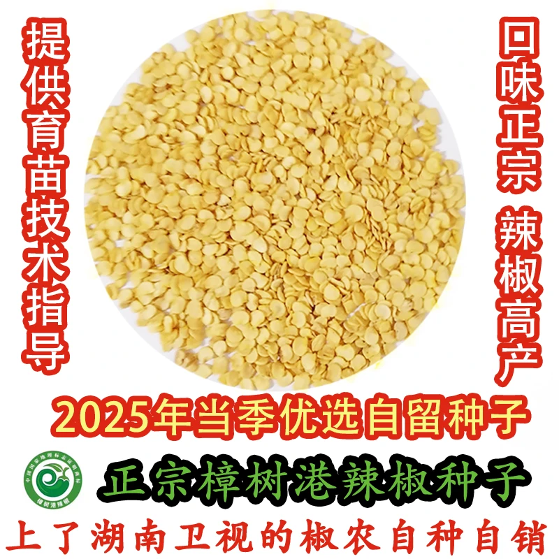 正宗樟树港辣椒椒农自留优质种子2025年新种籽产量高口味好品相佳