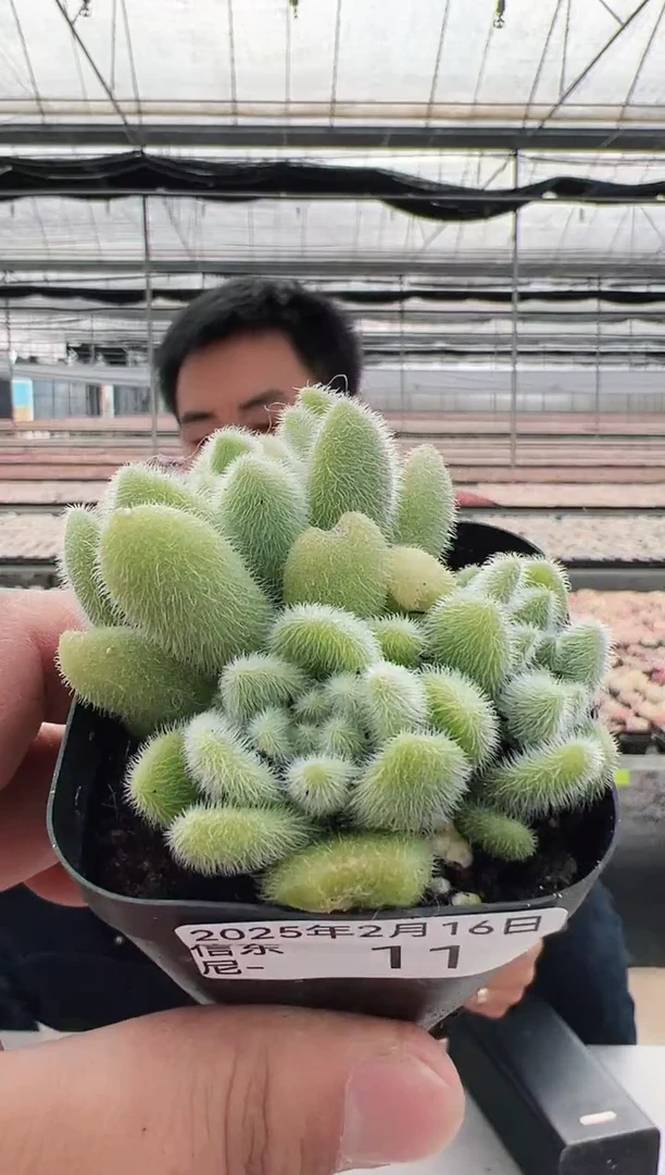 【闪购商品】信东尼多肉-11