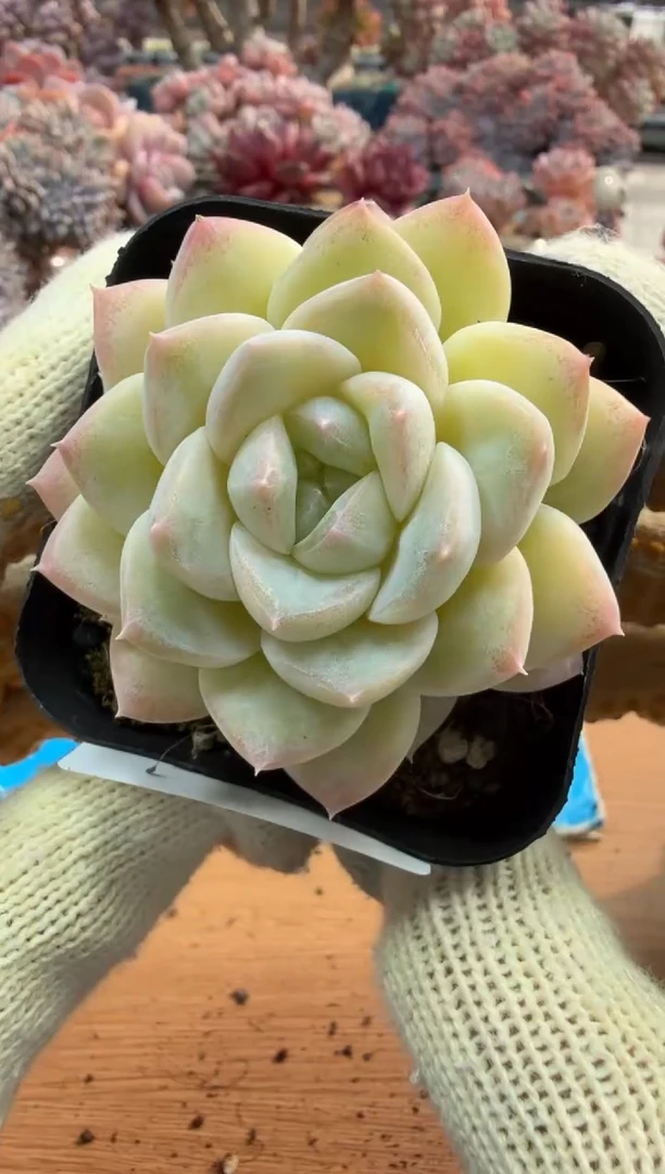 东云多肉园三号店-34