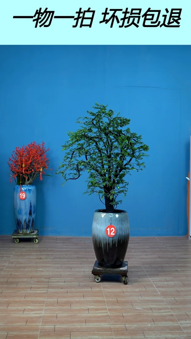 无花朵广东小叶紫檀12号