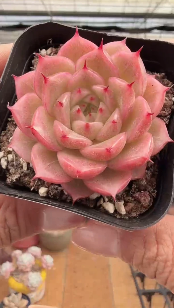 东云多肉园新款-269