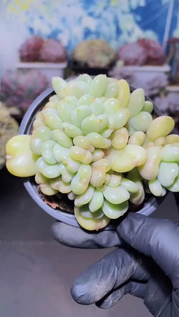 【闪购商品】比尔盖盖量拍一颗