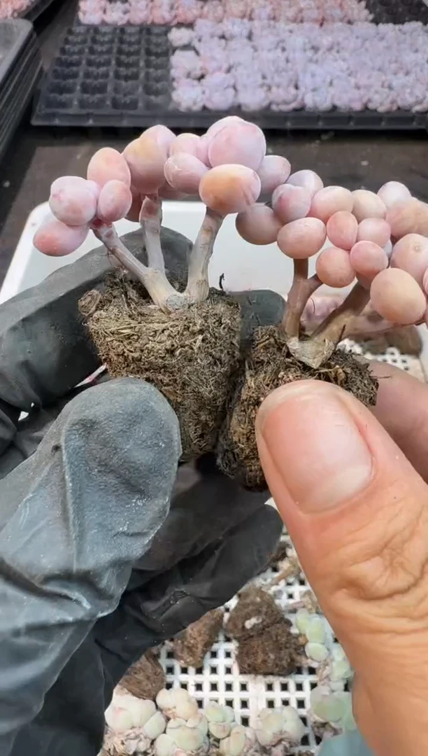 【闪购商品】29号到手3棵---江北多肉