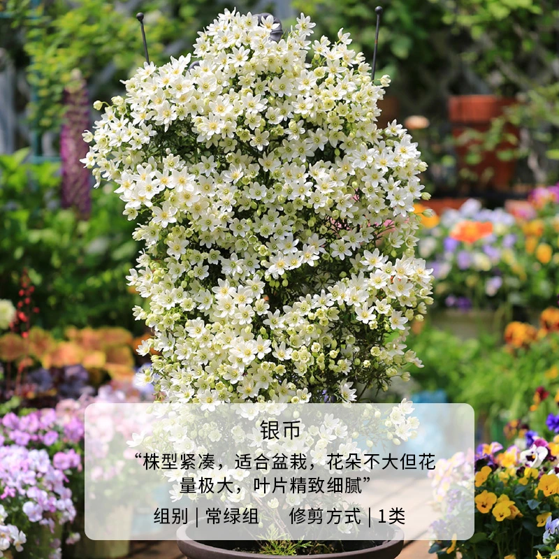 铁线莲银币爬藤开花植物常绿银币多年生花卉盆栽