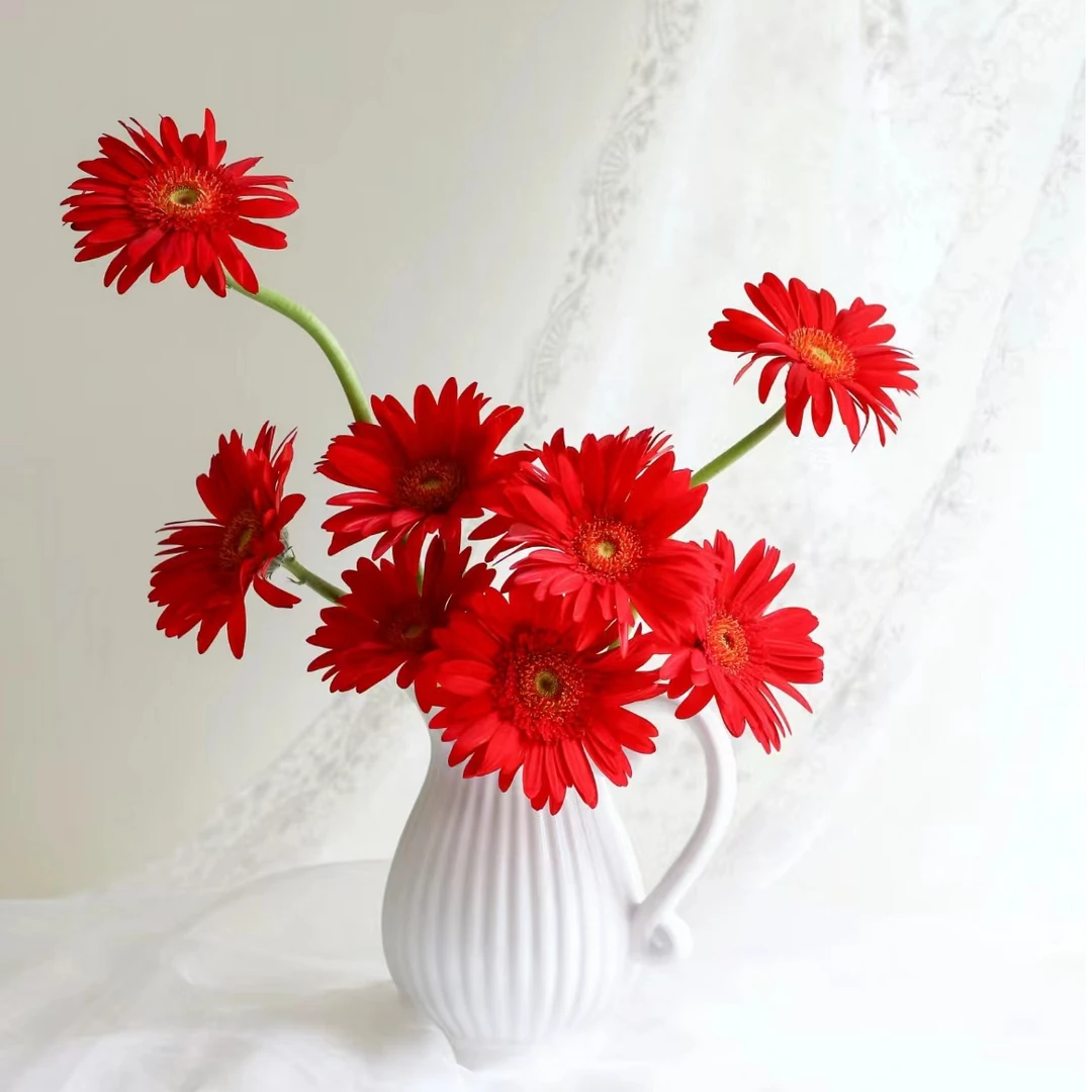 【一品花集】【红艳】非洲菊一扎鲜切花全场满一单包邮