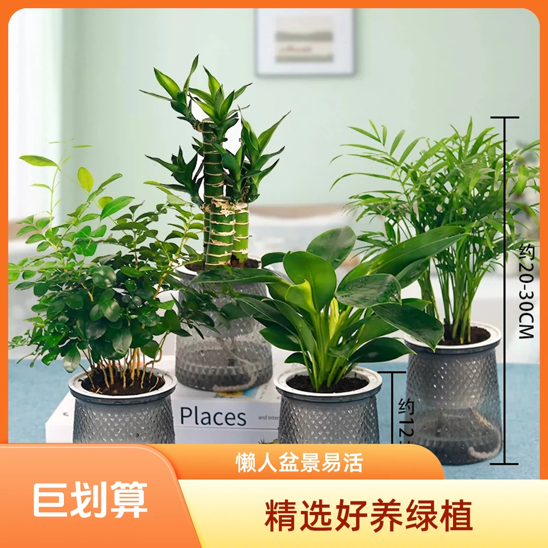 【买三送一】懒人盆发财树九里香金钻富贵竹袖珍椰子花卉盆栽