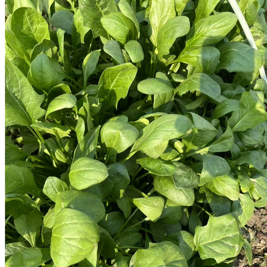 农村菠菜自种用农家肥自然生长新鲜的小菠菜