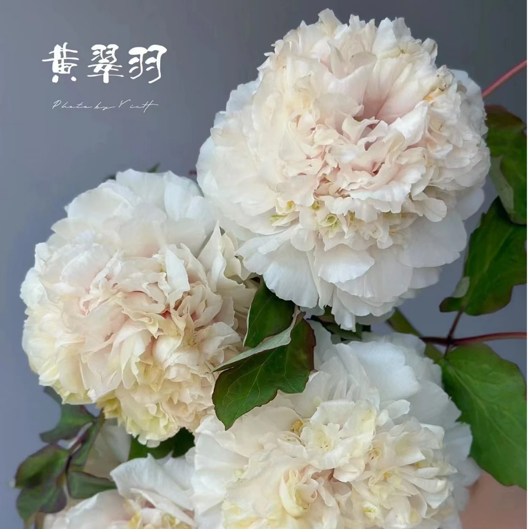 洛阳基地直发牡丹鲜花品种（黄翠羽）开花乳黄色，清新淡雅