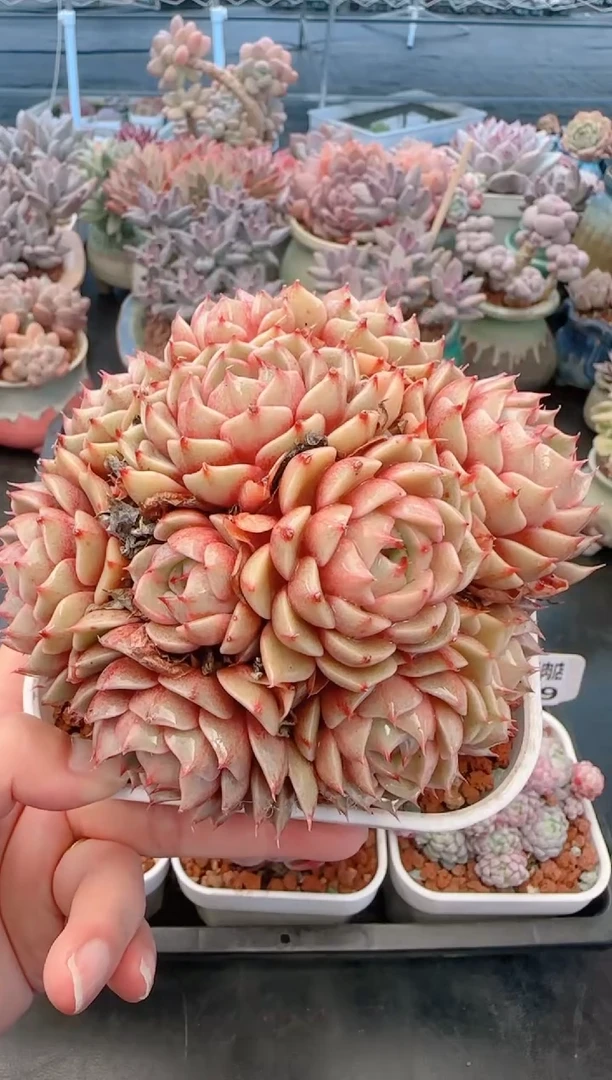 【闪购商品】7552苯巴