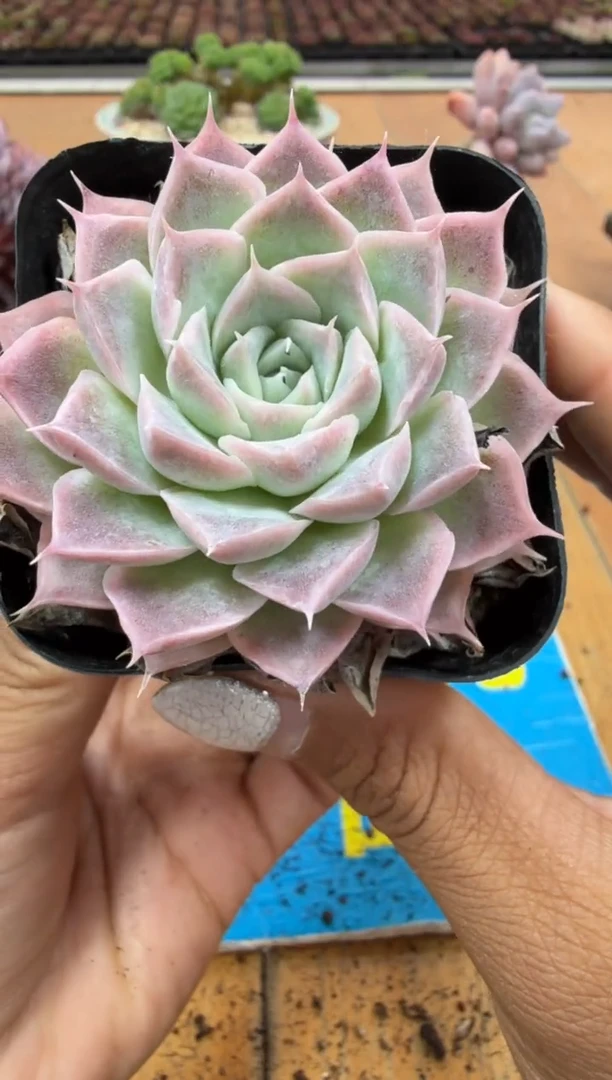 东云多肉园二店-575