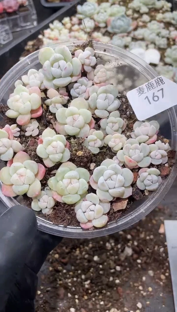 167米粒白冰     量拍