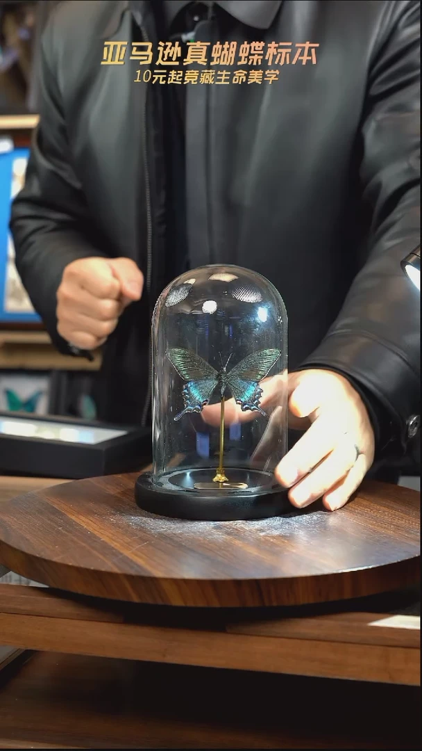 绿带翠凤蝶春型小号玻璃罩