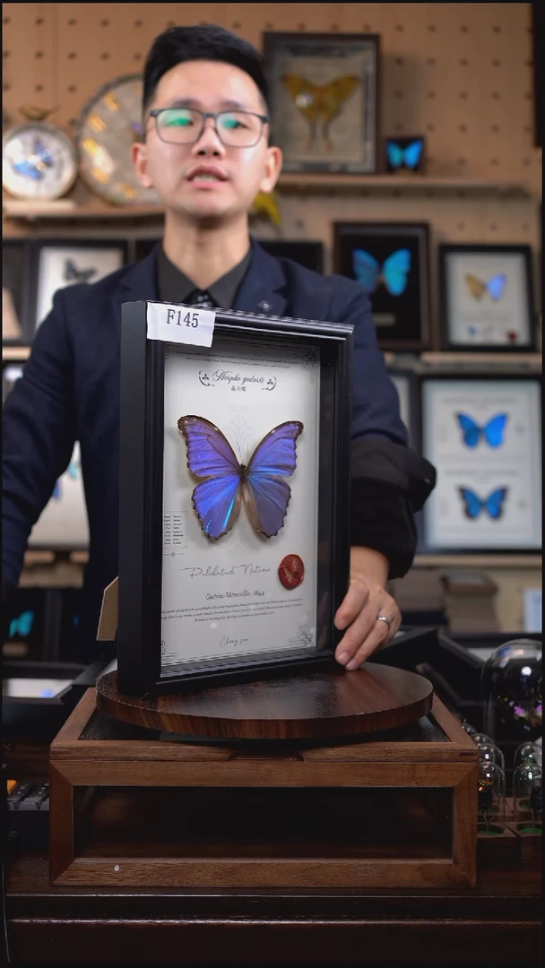 蝴蝶标本摆件竞拍晶闪蝶f145