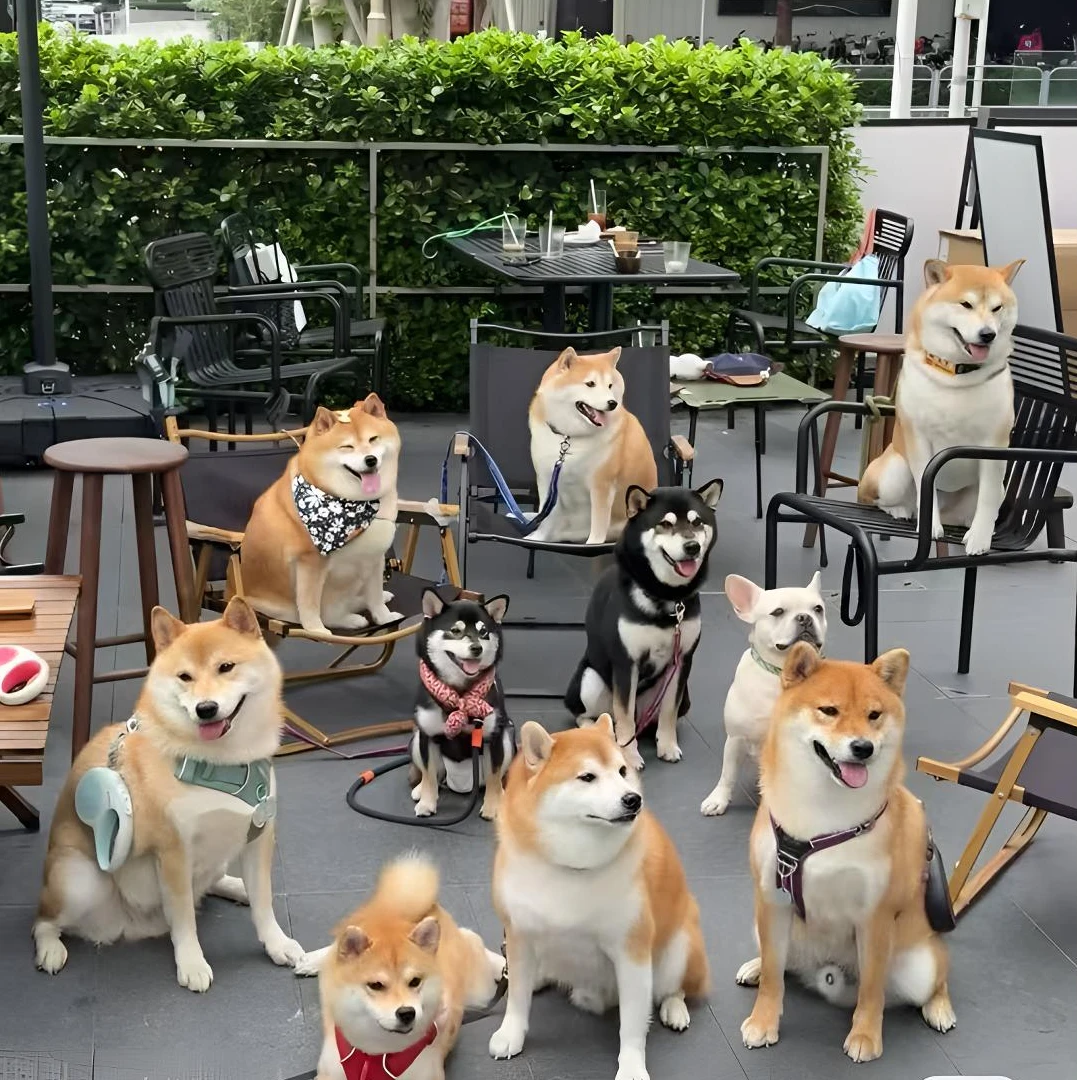 柴犬小体豆柴宠物狗挑选