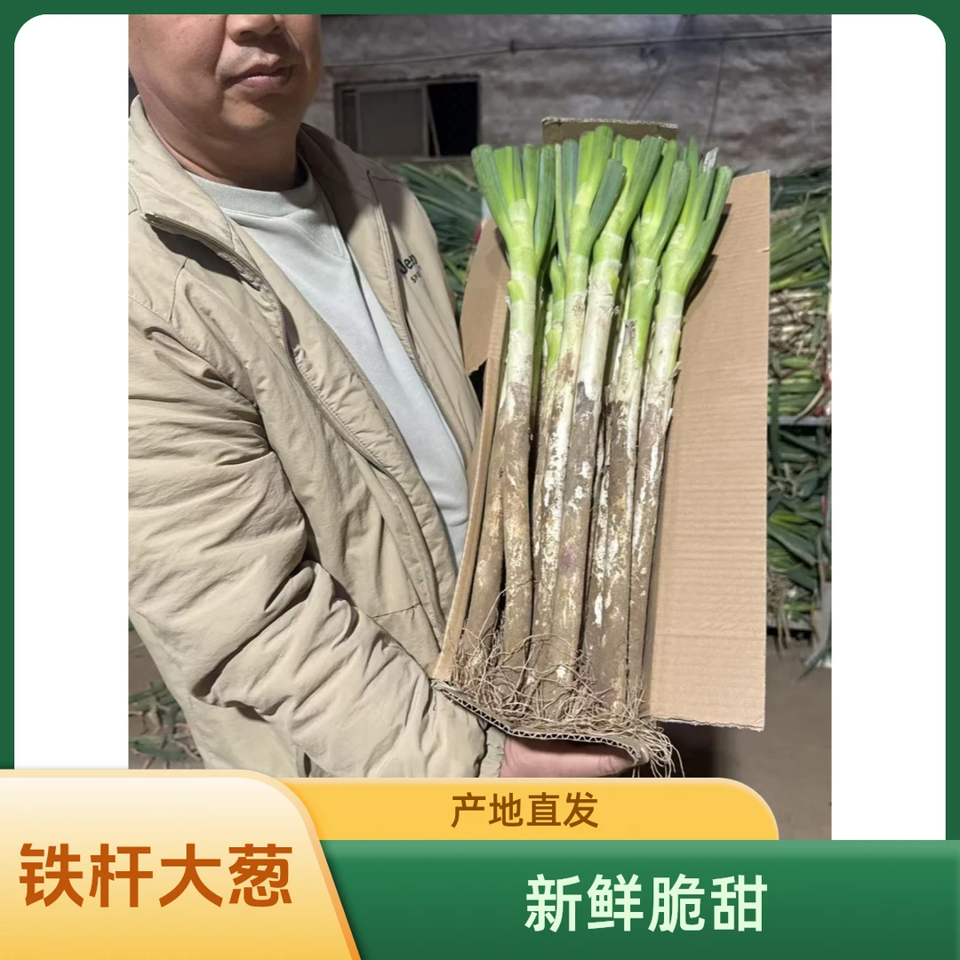 山东铁杆大葱一级带皮半叶精品新鲜脆甜产地直发