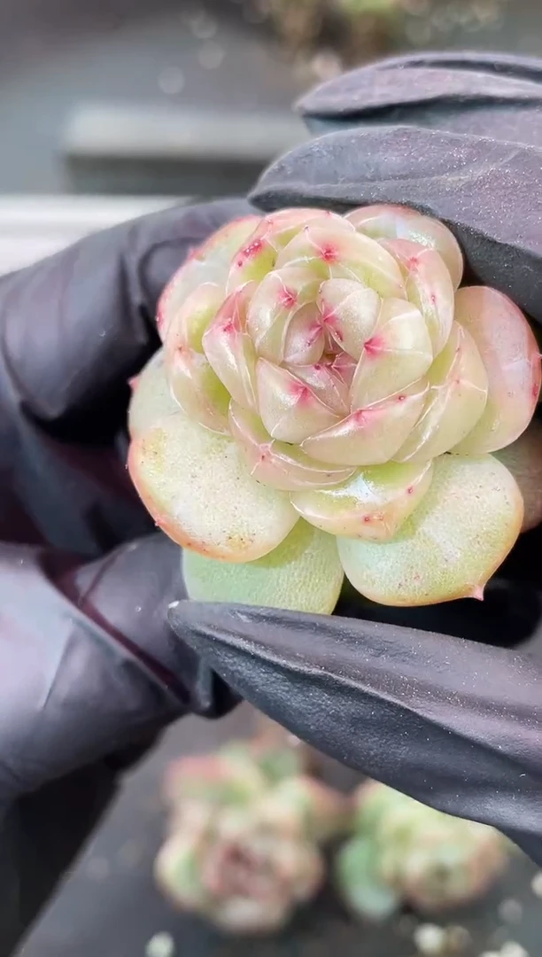 闪购2270  新品多肉一颗