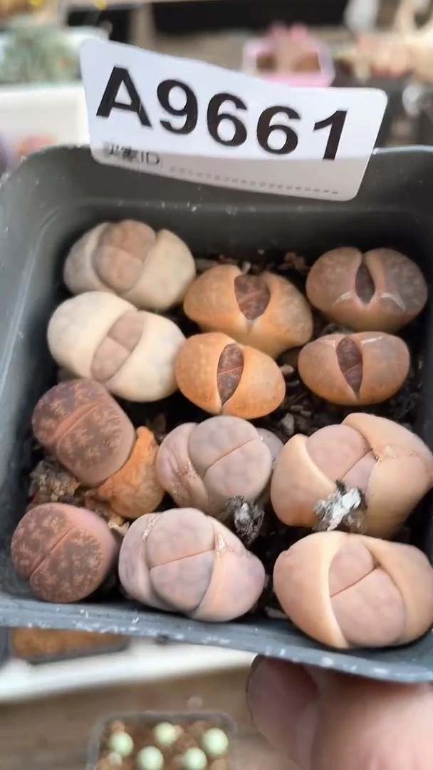 【闪购商品】9661直播一物一拍