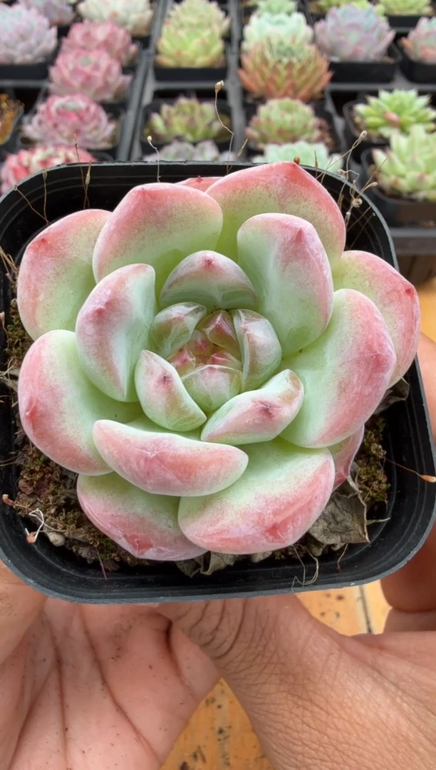 东云多肉园二店-37