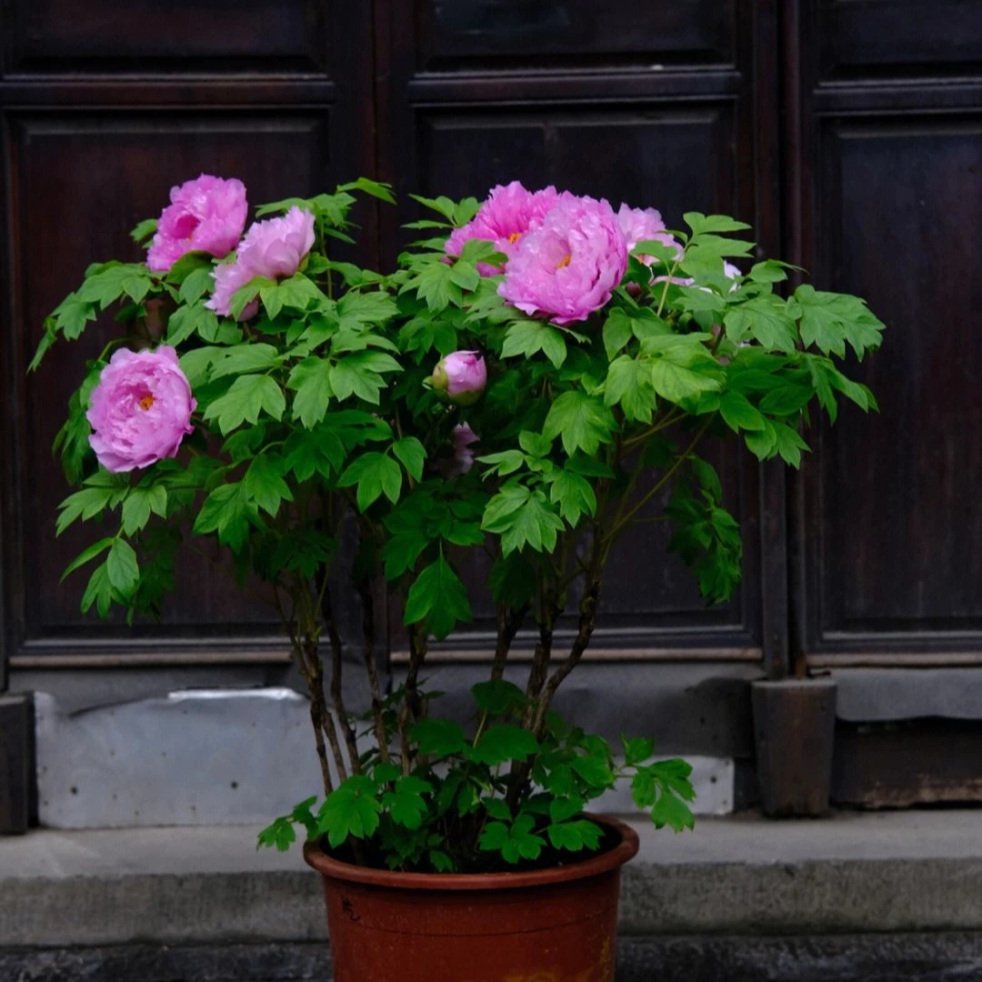 清棚福利老盆半开基地直发老盆盆养牡丹