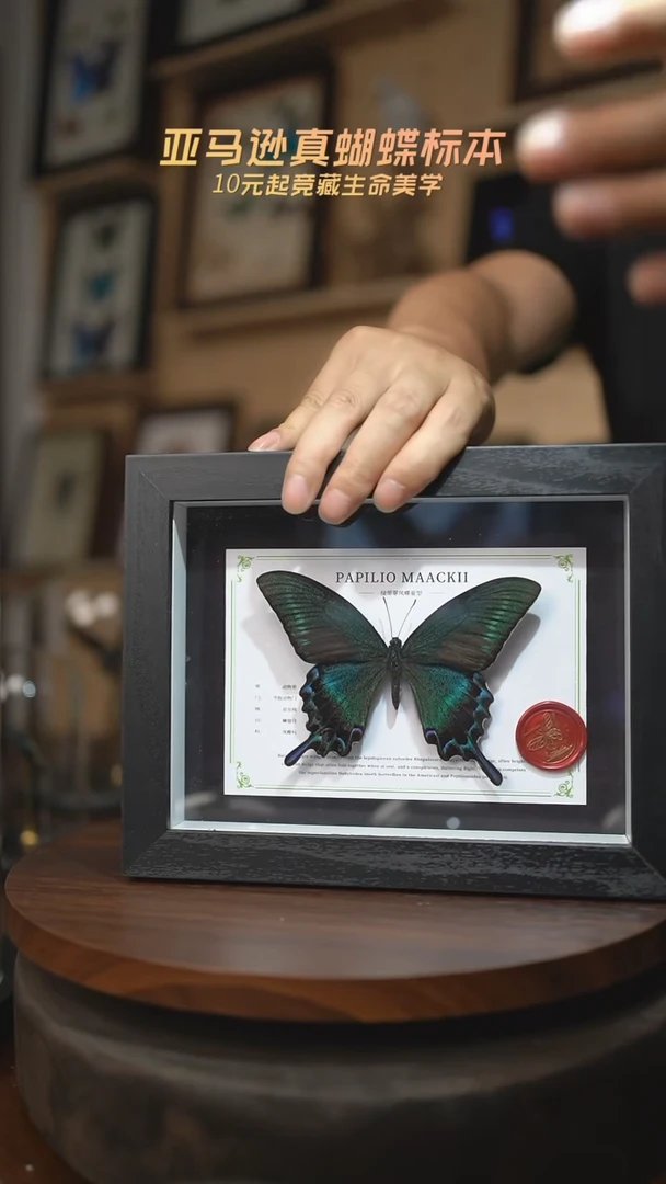 有机玻璃绿带翠凤蝶夏型8寸黑框国风版