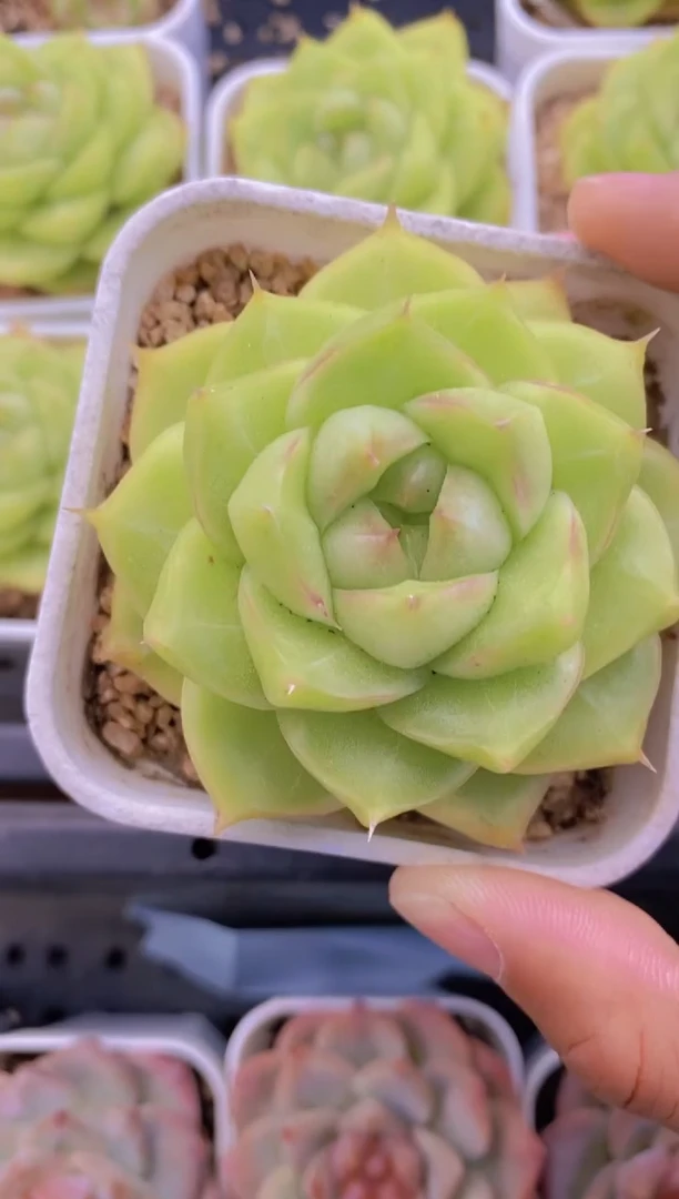 174-金钰珍妮（量拍）