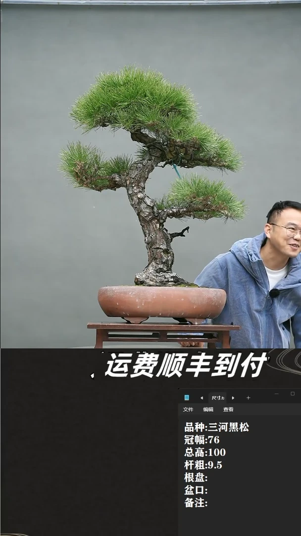 【闪购商品】39 三河黑松