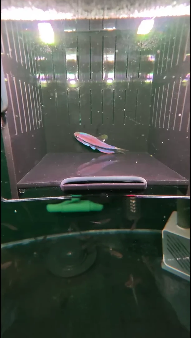灯科鱼金*超级梦幻DY